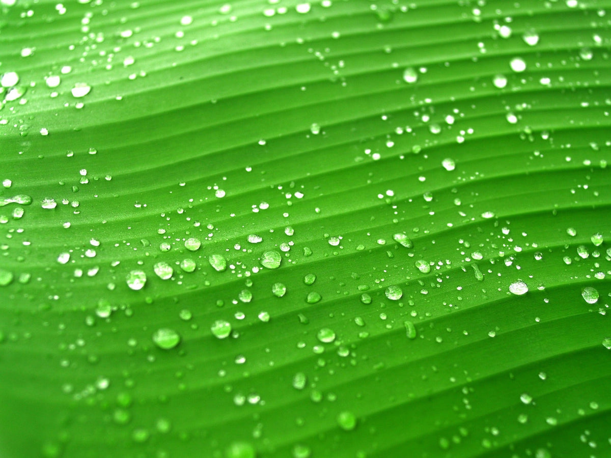 Water droplets across a bright green leaf, representing hydration for post-procedure skin.