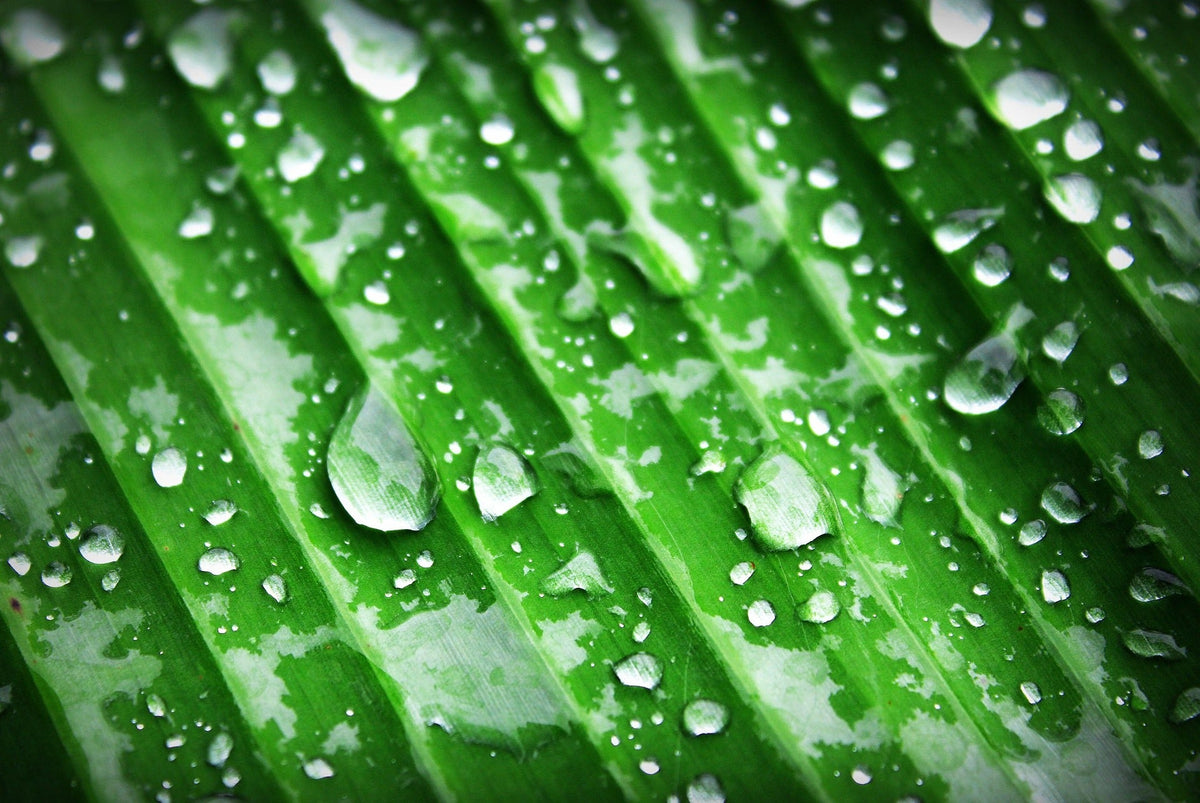 Water droplets on a green leaf, representing the botanical ingredients in Phyto Multi-Correction Serum.