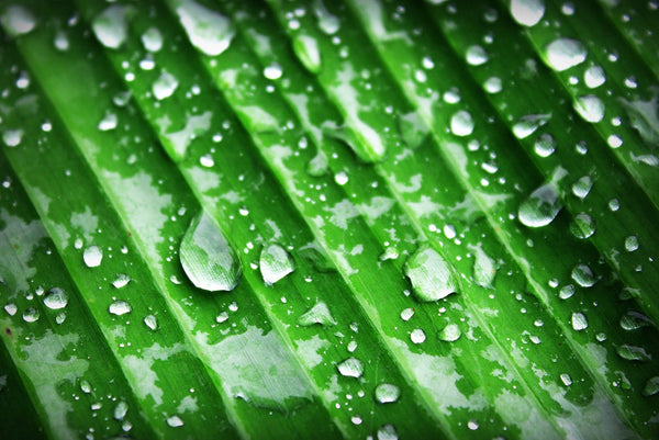 Water droplets on a green leaf, representing the botanical ingredients in Phyto Multi-Correction Serum.