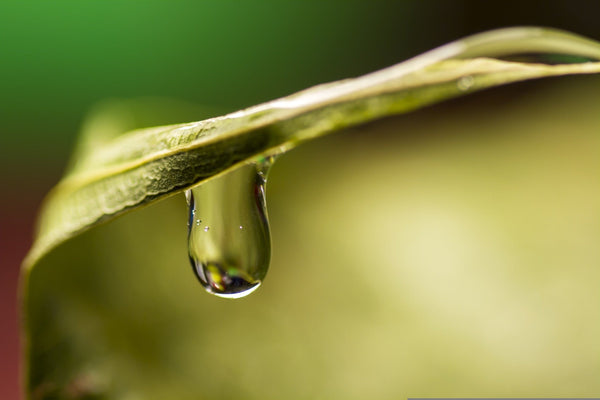 Clear botanical serum droplet hanging from a green leaf, representing Phyto Multi-Correction Serum hydration.