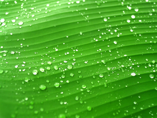 Water droplets across a bright green leaf, representing hydration for post-procedure skin.